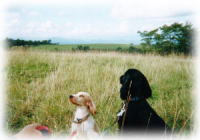 ����q��ɂ�