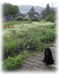 �n�[�u�A�C�����h