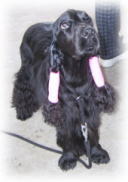 ���f�B�����