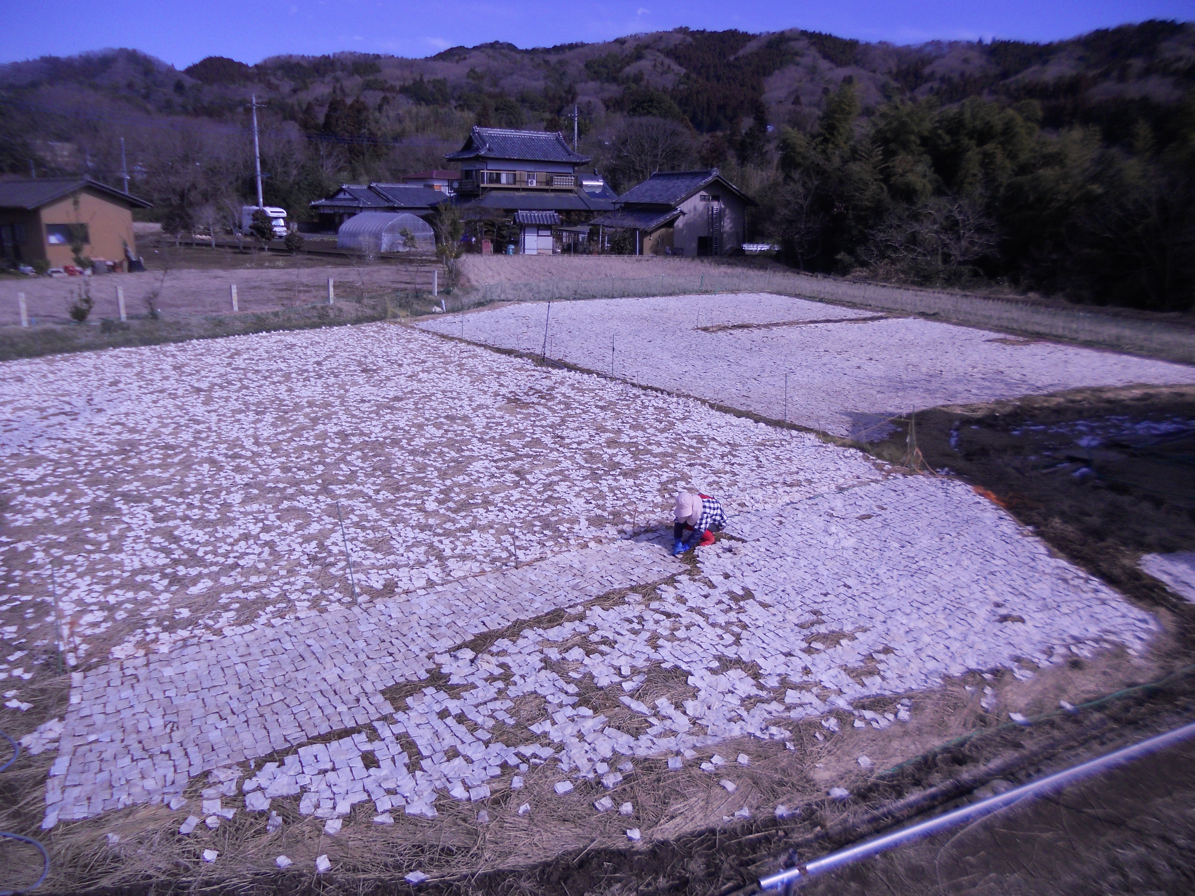 Shimi-konnyaku field