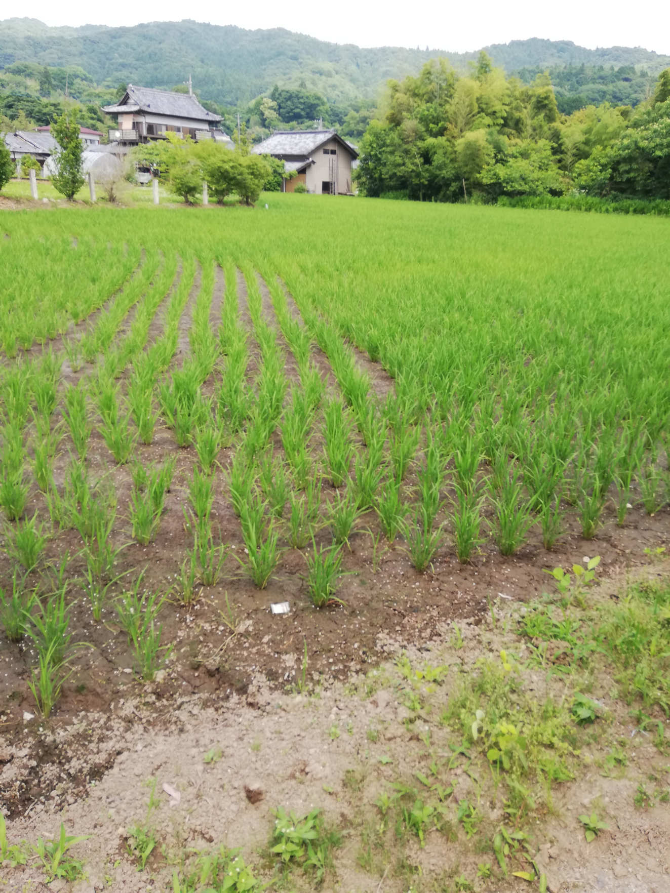 食材イメージ