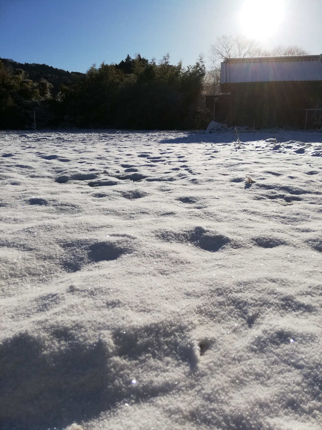 Shimi-konnyaku field was covered snow