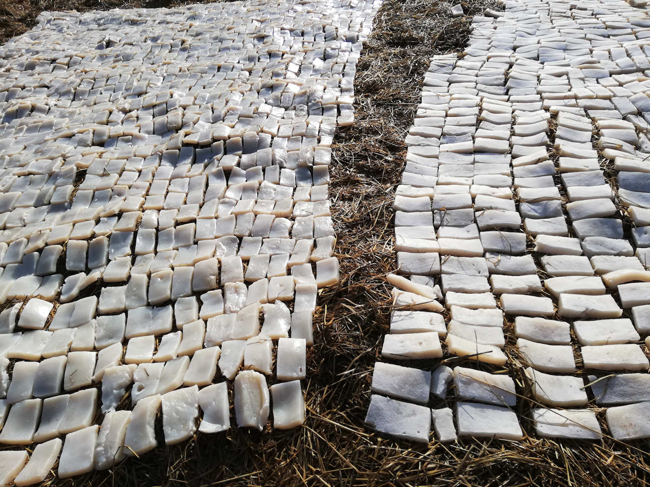 Shimi-konnyaku field was covered snow
