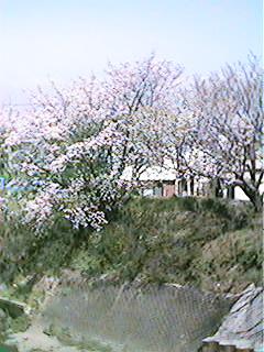Sakura6.jpg (20995 oCg)