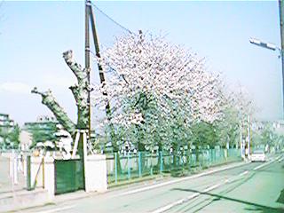 Sakura7.jpg (18766 oCg)