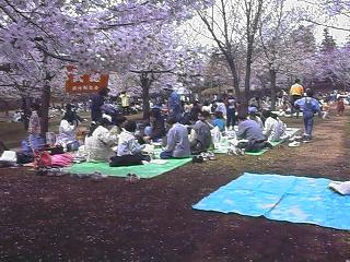 sakura99-4.1.jpg (25623 oCg)