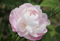 漢方芍薬堂（赤穂郡上郡町）