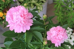 漢方芍薬堂（赤穂郡上郡町）芍薬