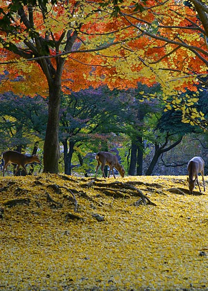 奈良公園にて