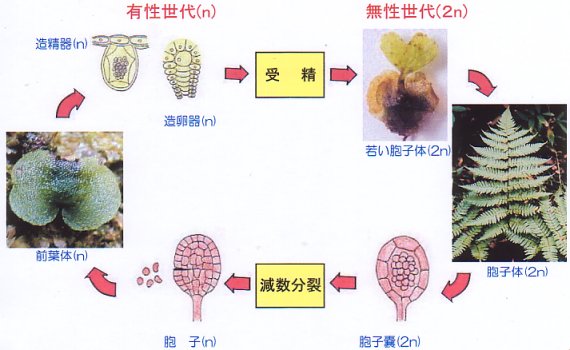 シダ植物