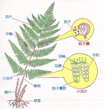 まなびや 図鑑でシダ植物を調べると聞きなれない名前が出てきて シダ植物は難しい と感じられた方が少なくないでしょう そこでこのまなびやでは画像も使い シダ植物の基礎を解説しています シダ植物とは シダ植物は 種子を作らずに胞子で