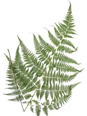 midorihimewarabi2.300.jpg