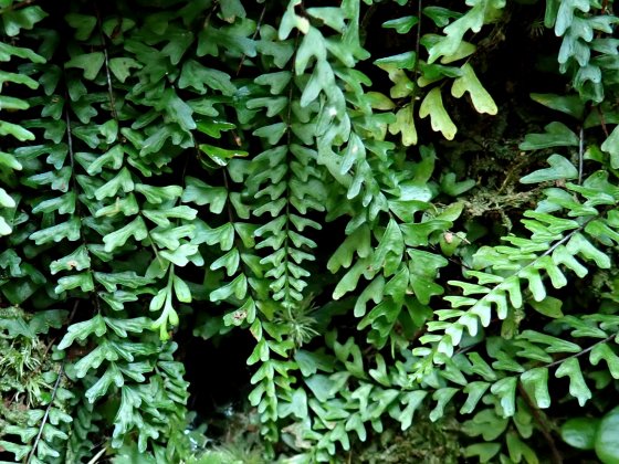 大阪南部の自然 シダ植物