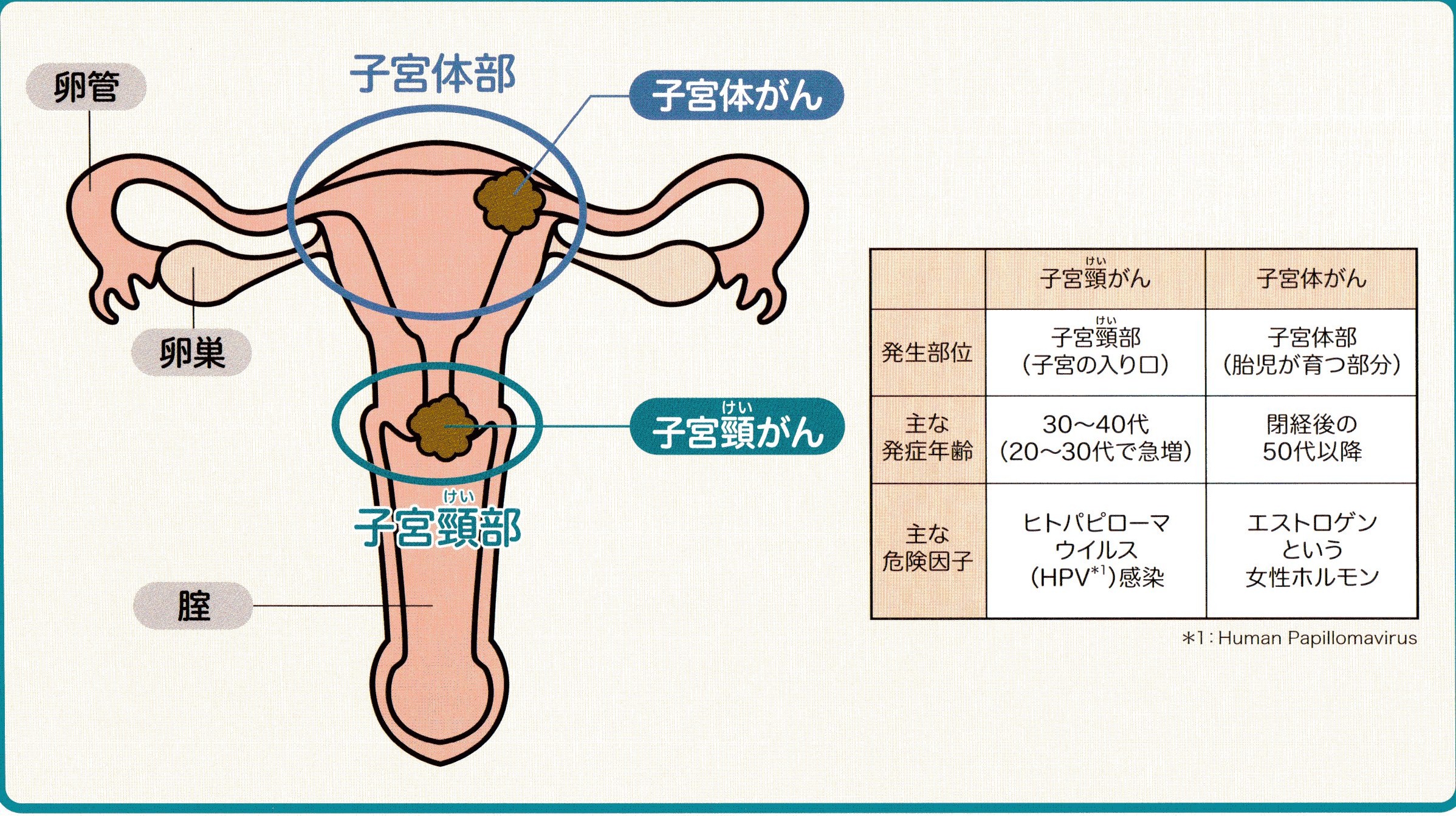 ウイルス ヒトパピローマ