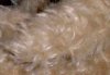 mohair-c.jpg (2450 oCg)
