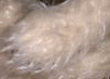 mohair-p.jpg (2238 oCg)