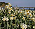 izu01.jpg (7540 バイト)