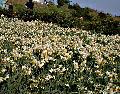 izu02.jpg (8023 バイト)