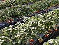izu03.jpg (8148 バイト)