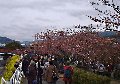 kawazu.jpg (5138 バイト)