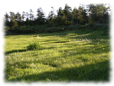 八幡平、朝の黒谷地湿原