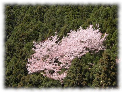 奥多摩・御前山の中尾根に向かう途中にて