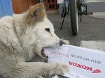 最近のホンダにあきれる件