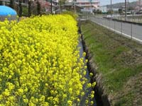 用水路脇の菜の花