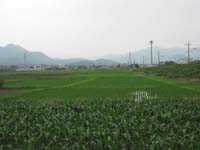 竹沢の田んぼと両毛線の隧道