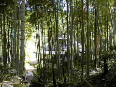 [Bumboo Grove]