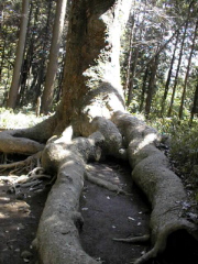 [Giant Roots]