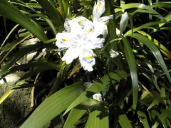 [White Flower]
