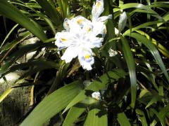 [White Flower]