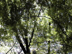 [Twigs]