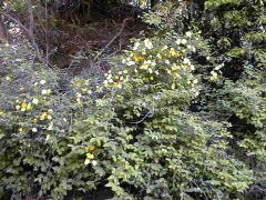 [Yellow Flower]