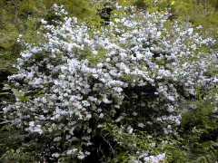 [White Flower]