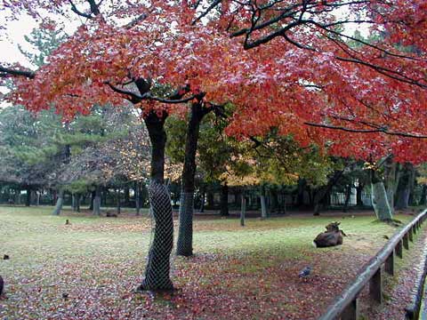 [Kofukuji Keidai]