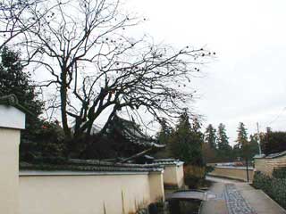 [Path in Todaiji #3]