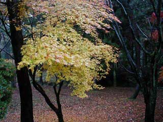 [Trees in Todaiji #1]