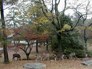 [Trees in Todaiji #3]