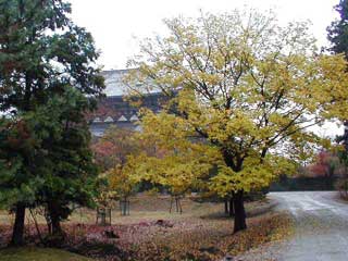 [Trees in Todaiji #4]