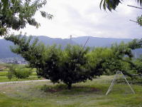 HGO