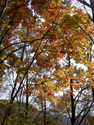 急坂の紅葉