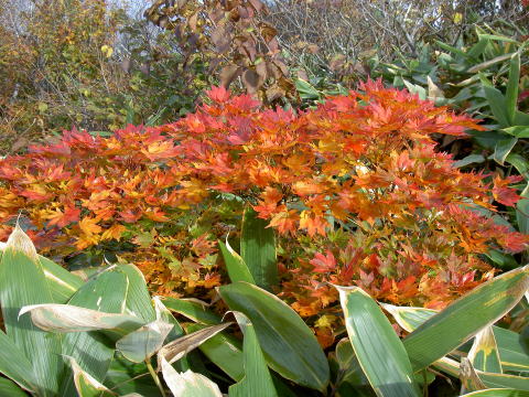 紅葉