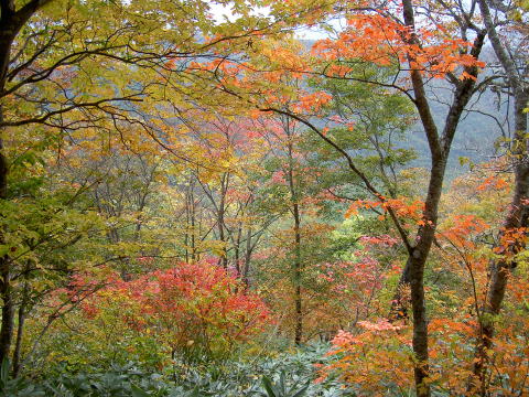 下山路の紅葉