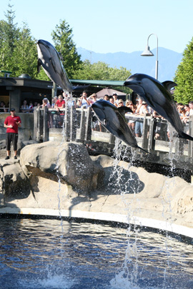 水族館イルカのジャンプ