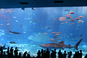 美ら海水族館