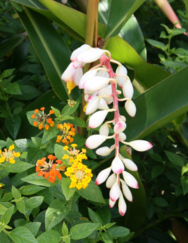 月桃の花