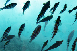 ボートから見える海の中