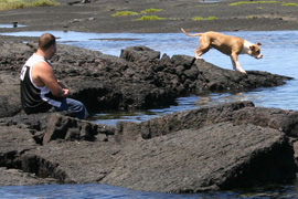 タイドプールで犬と遊ぶ